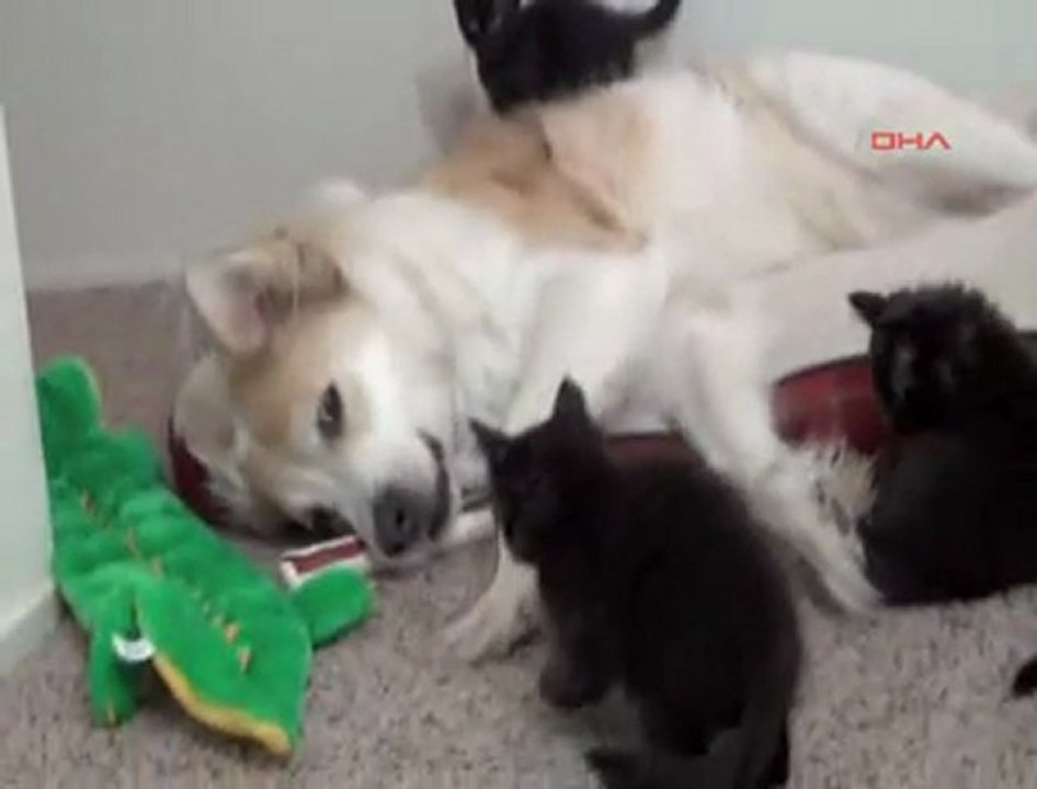 Hayvanlar Aleminde İnanılmaz Dostluk