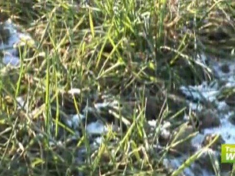 Vague de froid, Quels impacts a-t'elle sur l'état des cultures européennes et les marchés agricoles ?