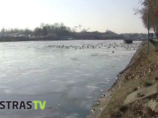 Insolite : Images canal gelé à Strasbourg