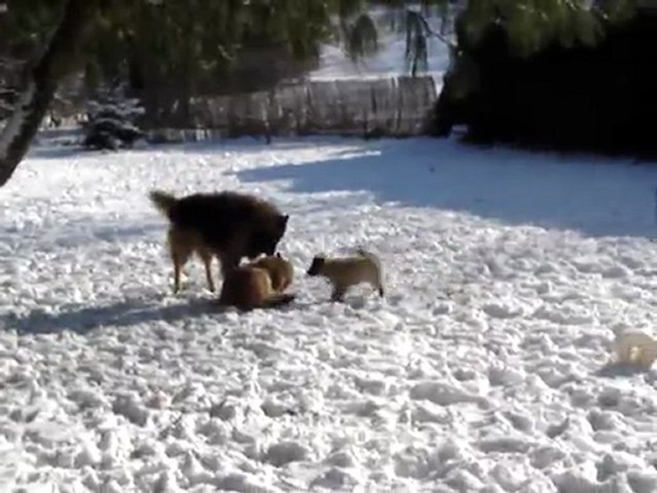 les bébés de Dyxie et Cyrano à la neige