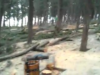 Halkalı çamlığı yok ediliyor