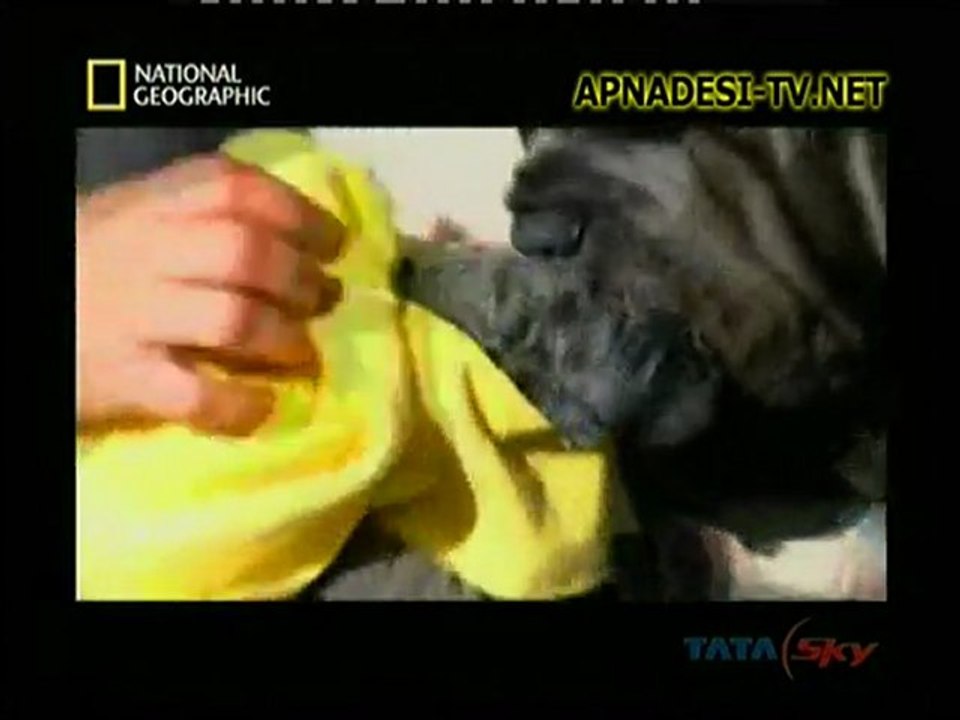 In The Womb ( Dogs ) - 5th Feb 2012 - Part4