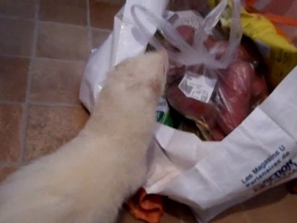 toutouille et alaska
