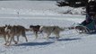 Balade de Max et Yohan en traineau à chiens (02/2012)