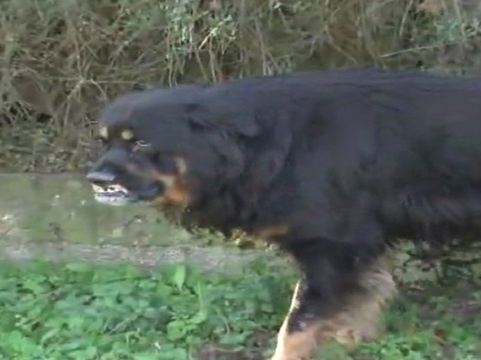 Pacifique Titou