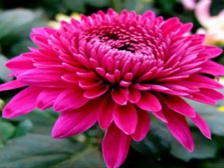 SOLD - Avenue/Larence - Elegant Custom Built House for Sale