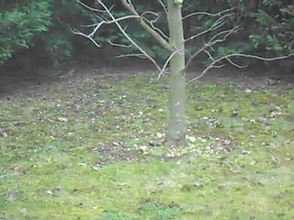 oiseau 005