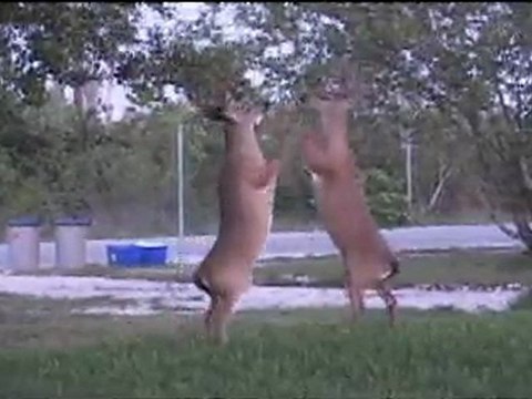 Whitetail 365: Boxing Bucks