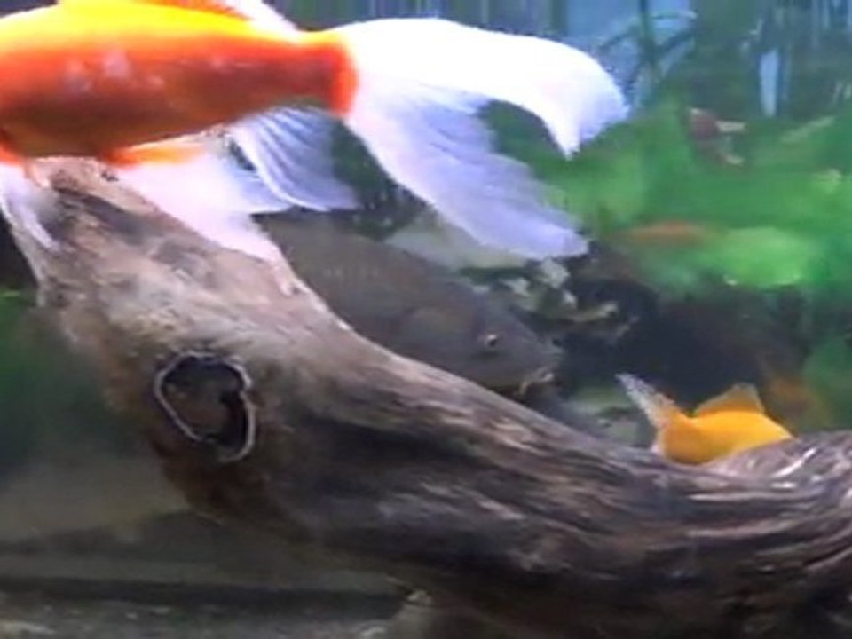 Mon aquarium de poissons sauvages et de poissons rouges .