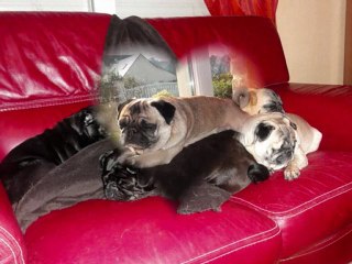 la meute en plein effort