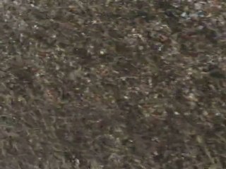 la plaine de Prahecq sous la neige le 06/02/2012