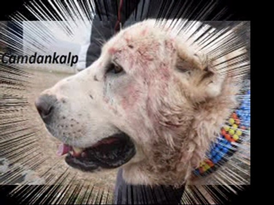 Kırıkkaleden Demirel kantekintin Meşur Kangalları