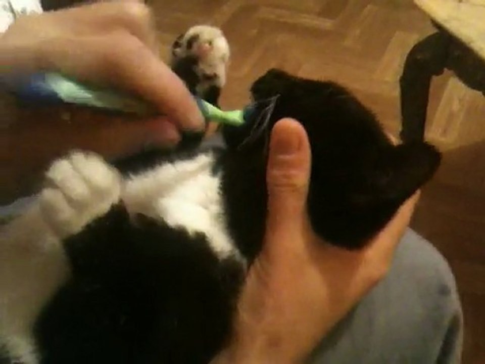 Brossage de dents de Chaussette