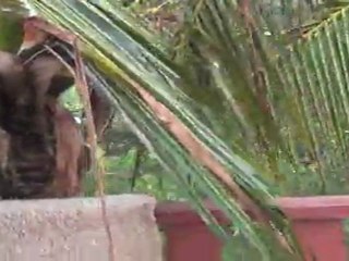 Pumapatak na naman ang ulan sa anguilla