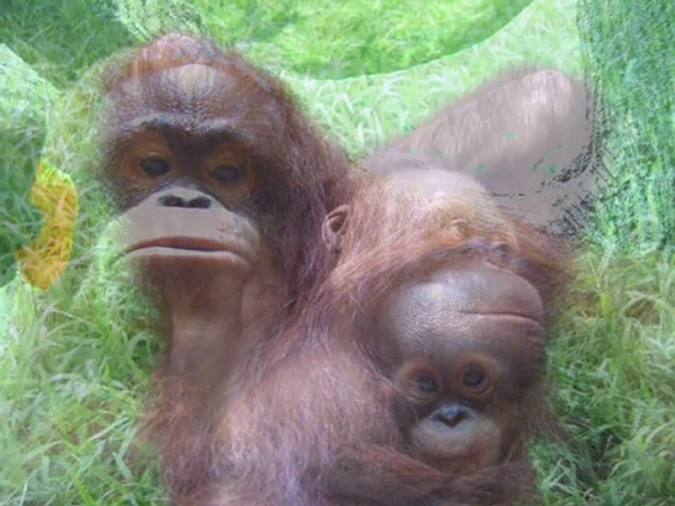 Taman Margasatwa Ragunan 14