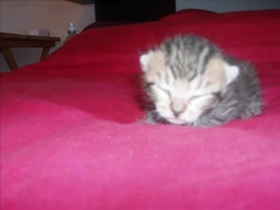 chatons soho