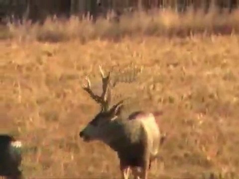 Wesley Williams - Deer Watching