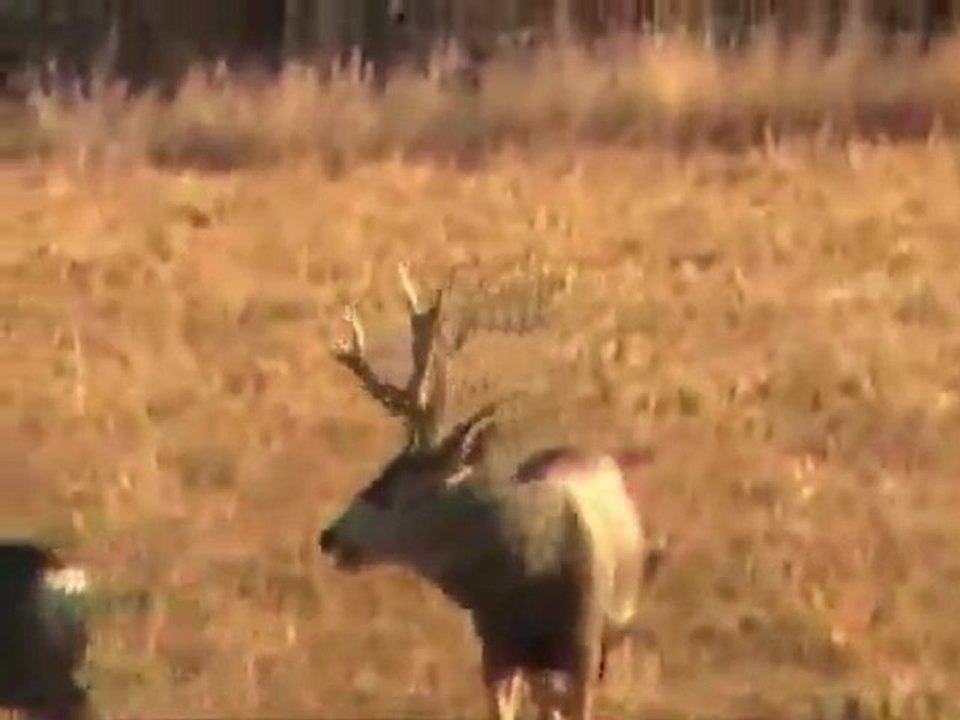 Wesley Williams - Deer Watching