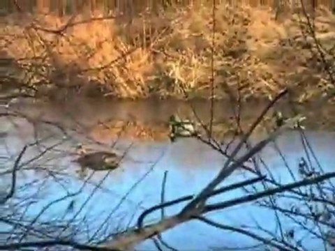 Wesley Williams - Generation Wild Pro Staff