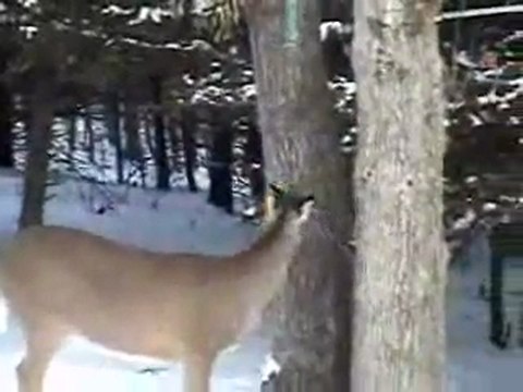Deer at a Squirrel Feeder