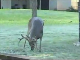 Whitetail with tumor