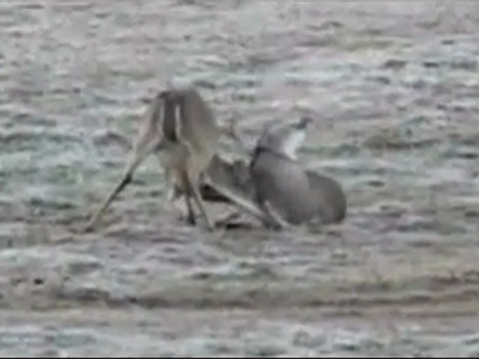 Buck Fight