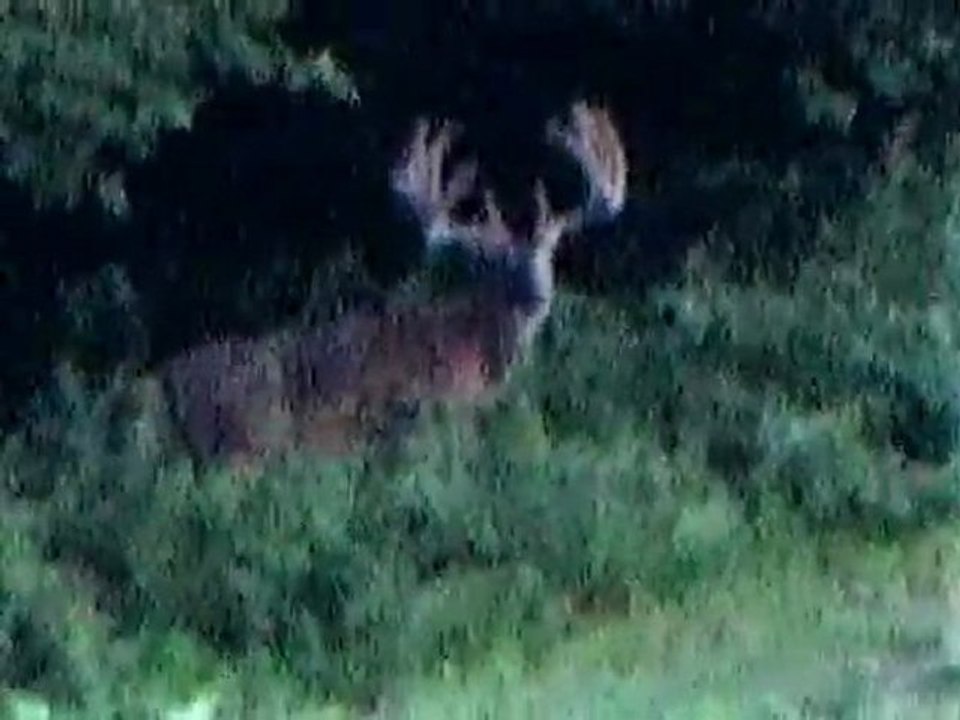 Is This The World Record Typical Whitetail?