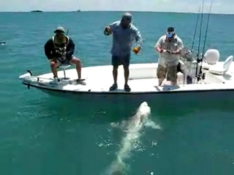 Fishing Shark Alley