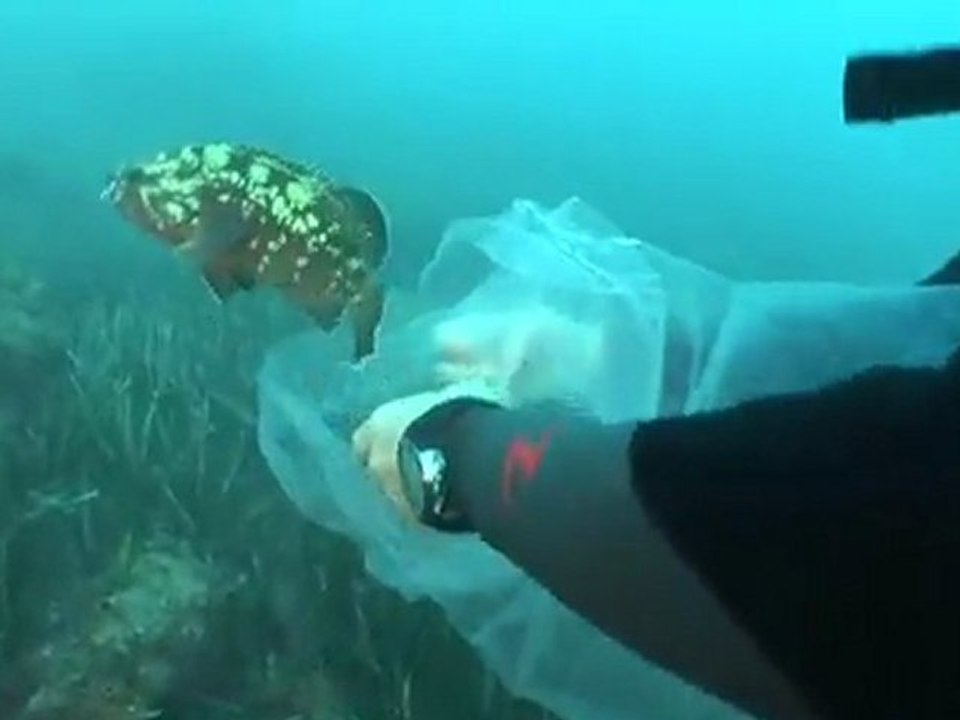 Le mérou brun « Enzo » relâché dans la mer