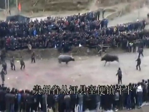 Chine : Coup de boule entre 2 taureaux