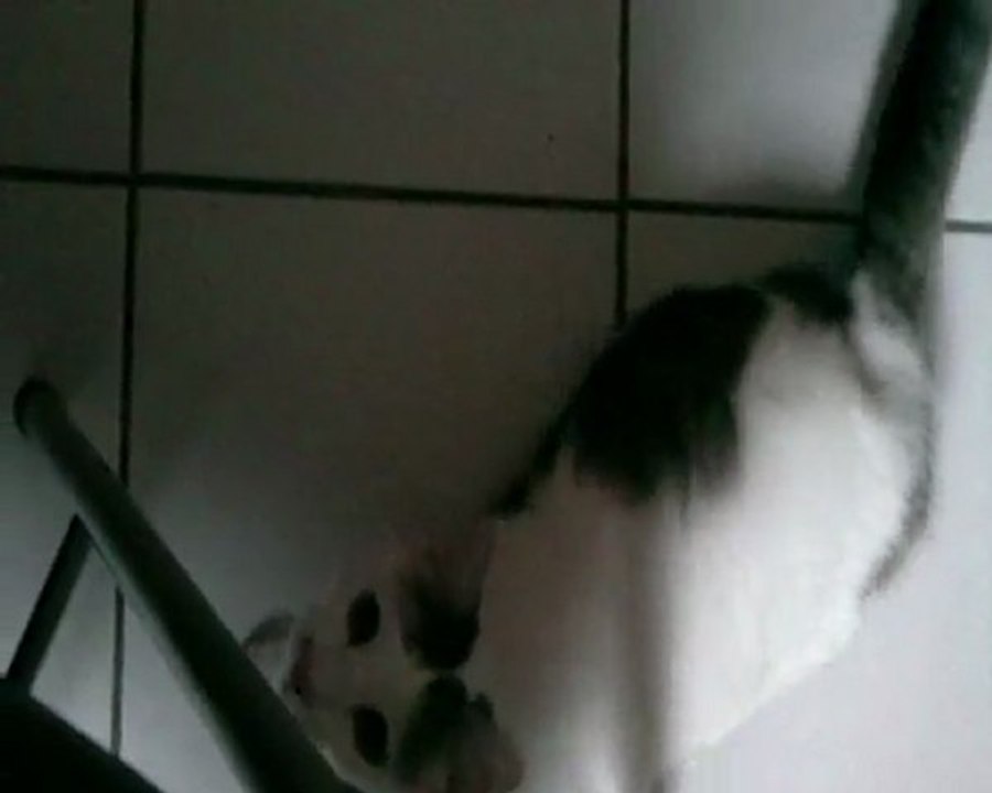 Chat dit maman