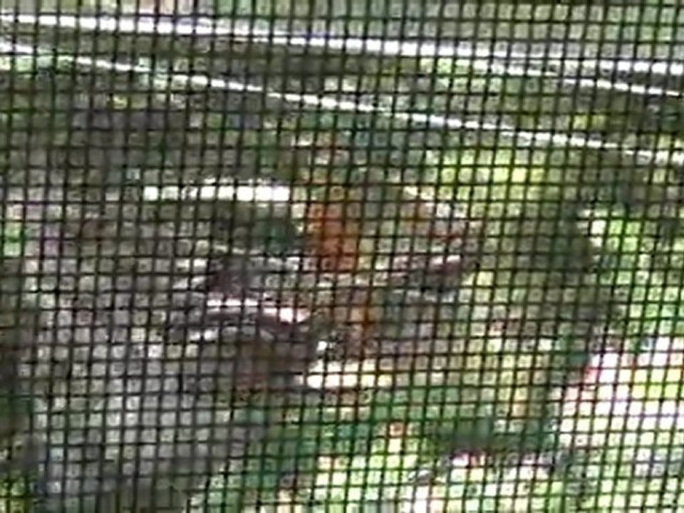 Constructicons in Anguilla, Leeward Islands, British West Indies