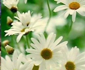 Nie oczekuję już Marek Torzewski