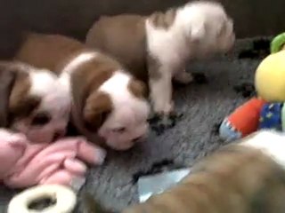 Chiots du jardin des bulls