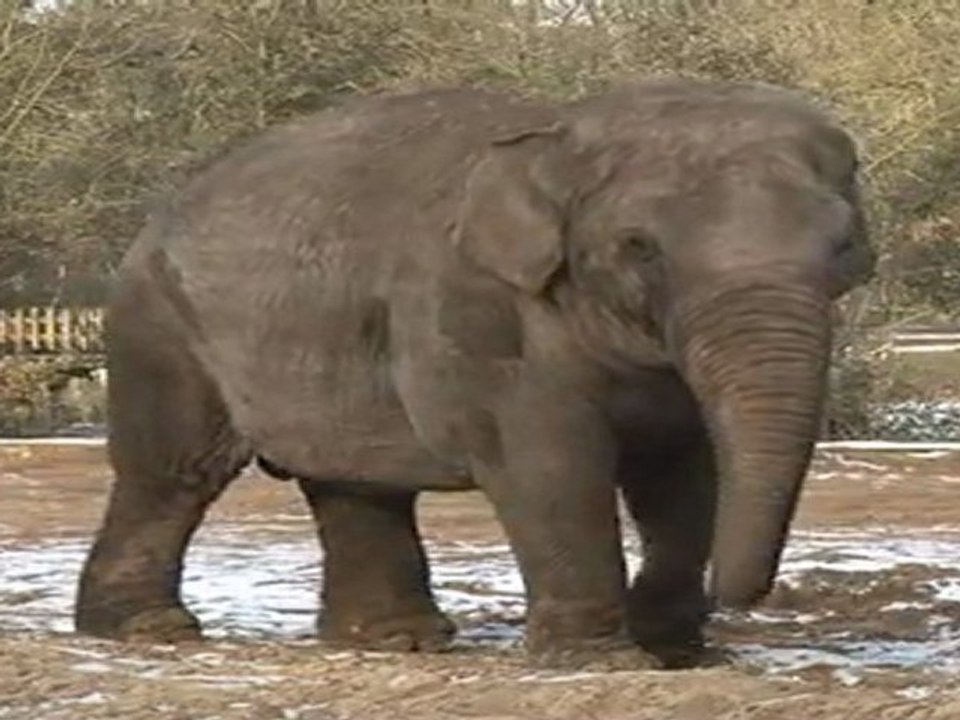 L'hiver au zoo