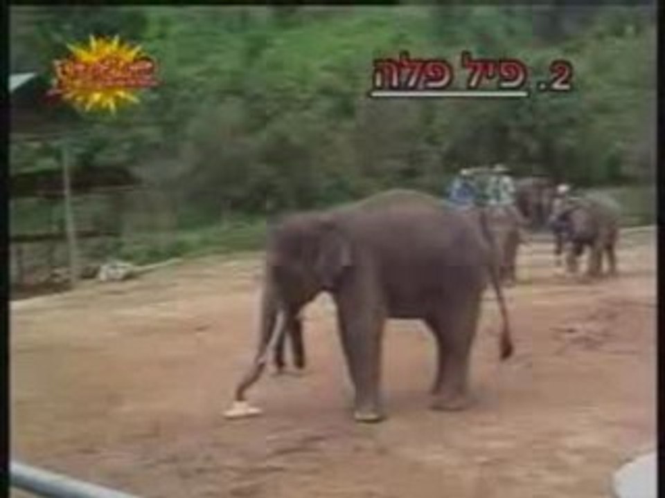 Elephant qui joue au foot !