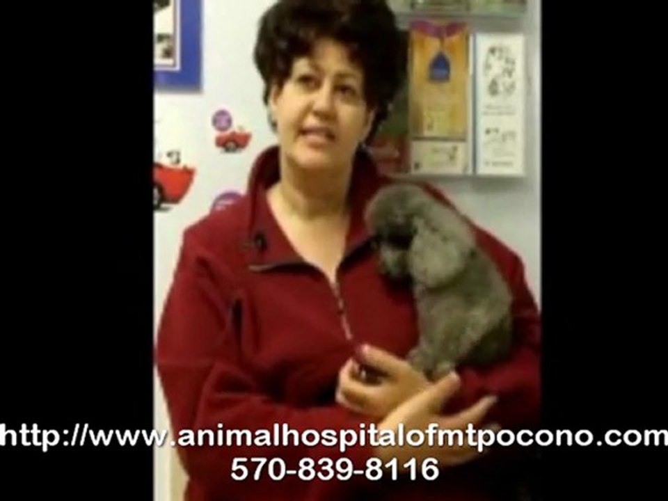 Client’s Testimonial on Animal Dental Care in Mt. Pocono
