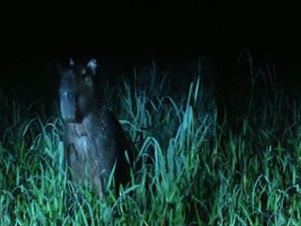 La plus grande Forêt du Monde: La Guyane - le marais de Kaw