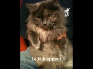 mission impossible cat