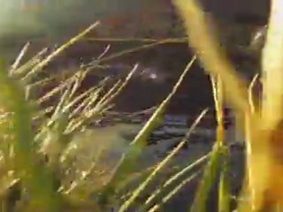 TRUITE - MARCHE DE LUCHON