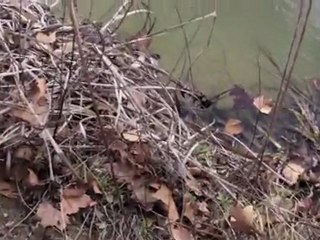 TACKLE TEST with Zombie, Innovative Lure, Wake Fishing, Black Dog Bait, GBKreativ'