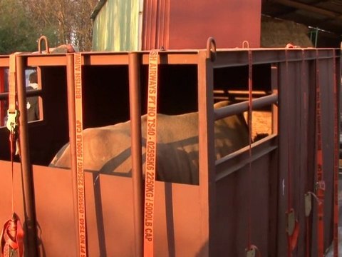Trois rhinocéros blancs au zoo d'Amnéville