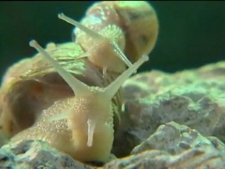 Les escargots du midi