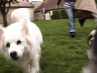 Une très jolie vidéo faite par une stagiaire en avril 2011 ! Les chiens à la maison !