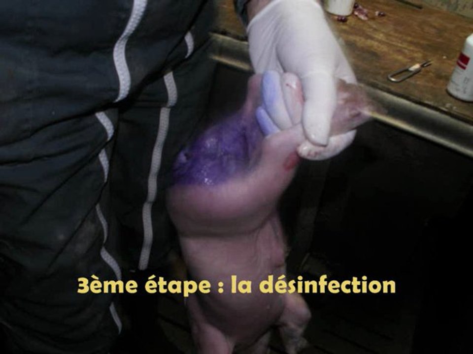 La castration des porcs d_élevage