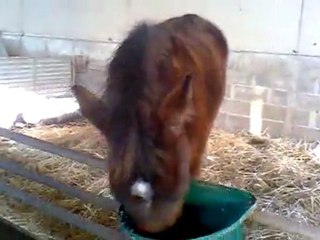 Bébou 9 mois, et ses poils...