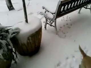 cagnolino gioca nella neve a pallone