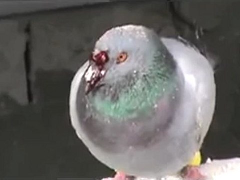 فري برس حمص كرم الزيتون حتى الطيور لم تسلم من القصف