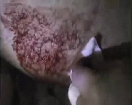 فري برس حمص حي وادي العرب جرحى واصابات جراء استهداف الحي 6 2 2012