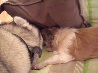 Sacrée Emeraude et sacré Calypso